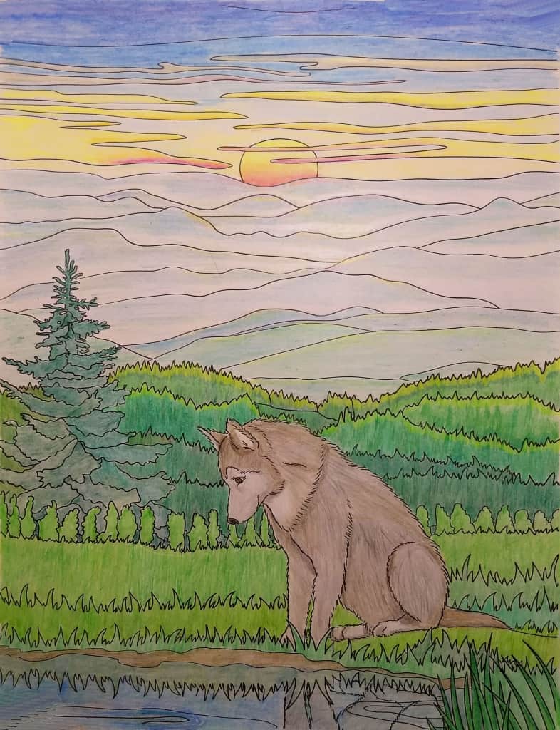 Wolf Enjoys the Sunset