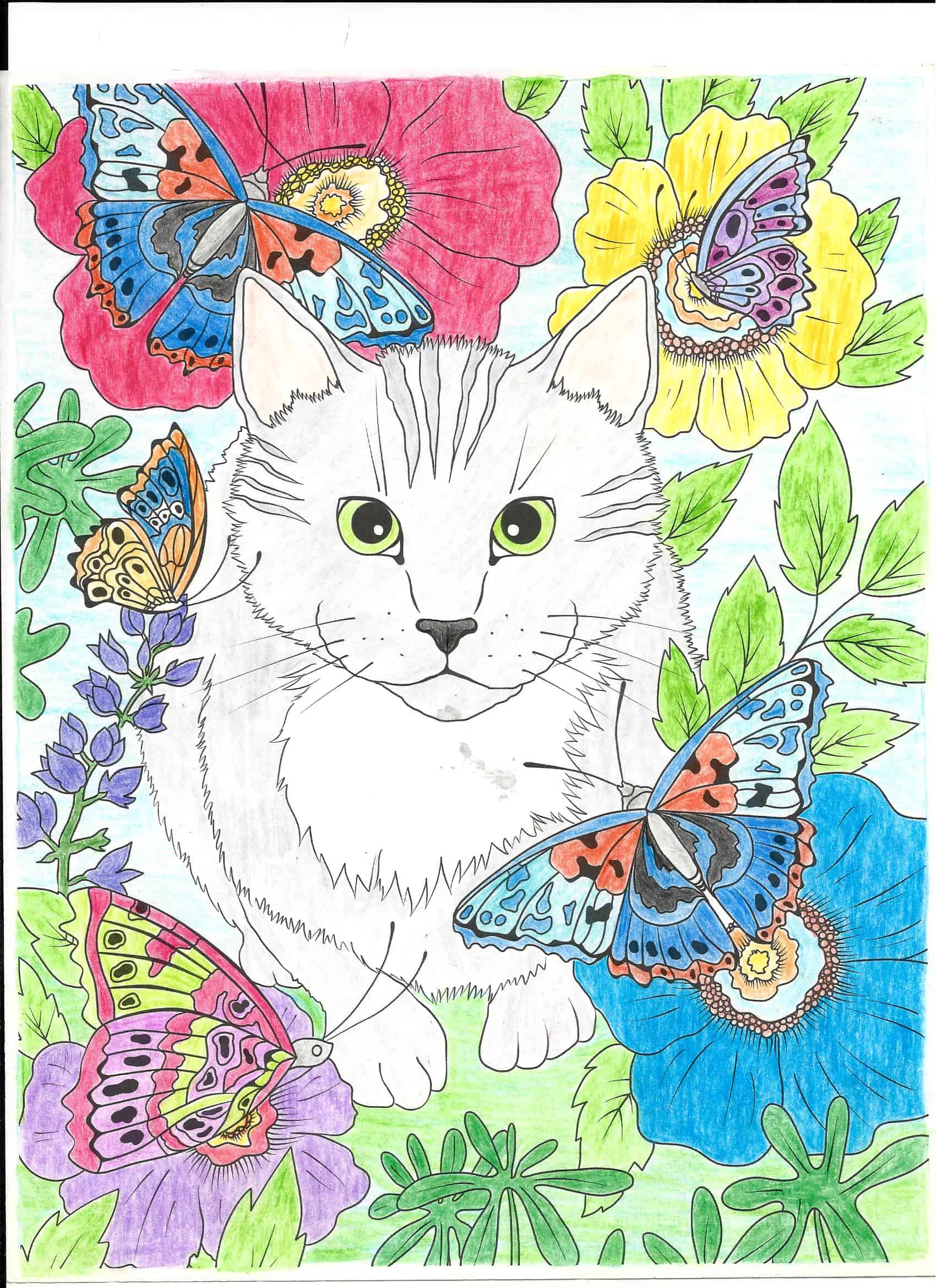 The World of Butterflies – Cat and Butterflies