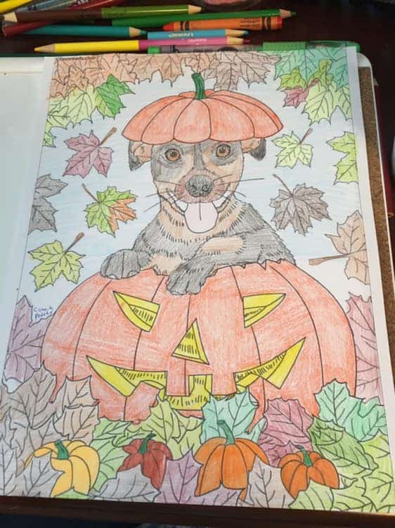 Cats and Dogs – Dog in a Pumpkin