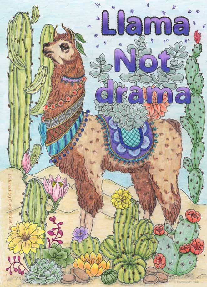 Llama, Not Drama