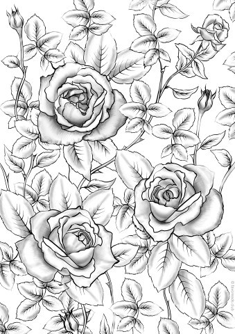 Roses