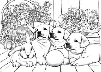 labrador retriever puppy coloring pages