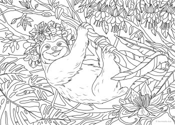 sloth  favoreads coloring club